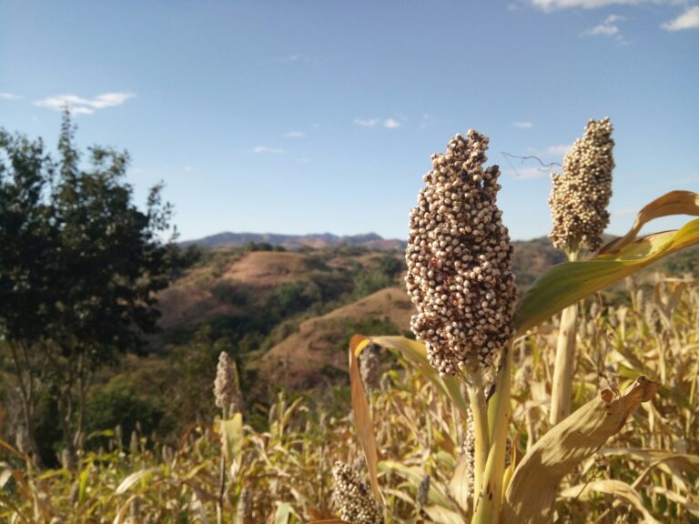 Cultivo de Sorgo