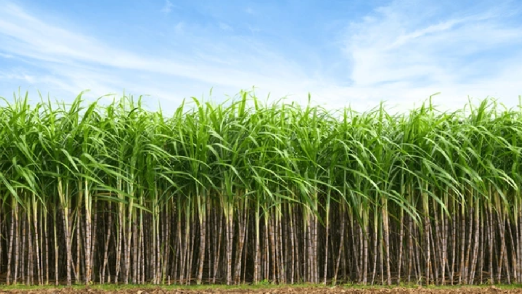 ANÁLISIS DE CULTIVO DE CAÑA DE AZÚCAR