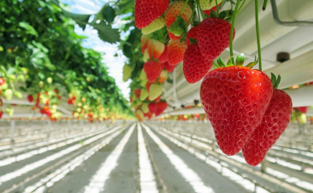 Analizar cultivos de Fresas