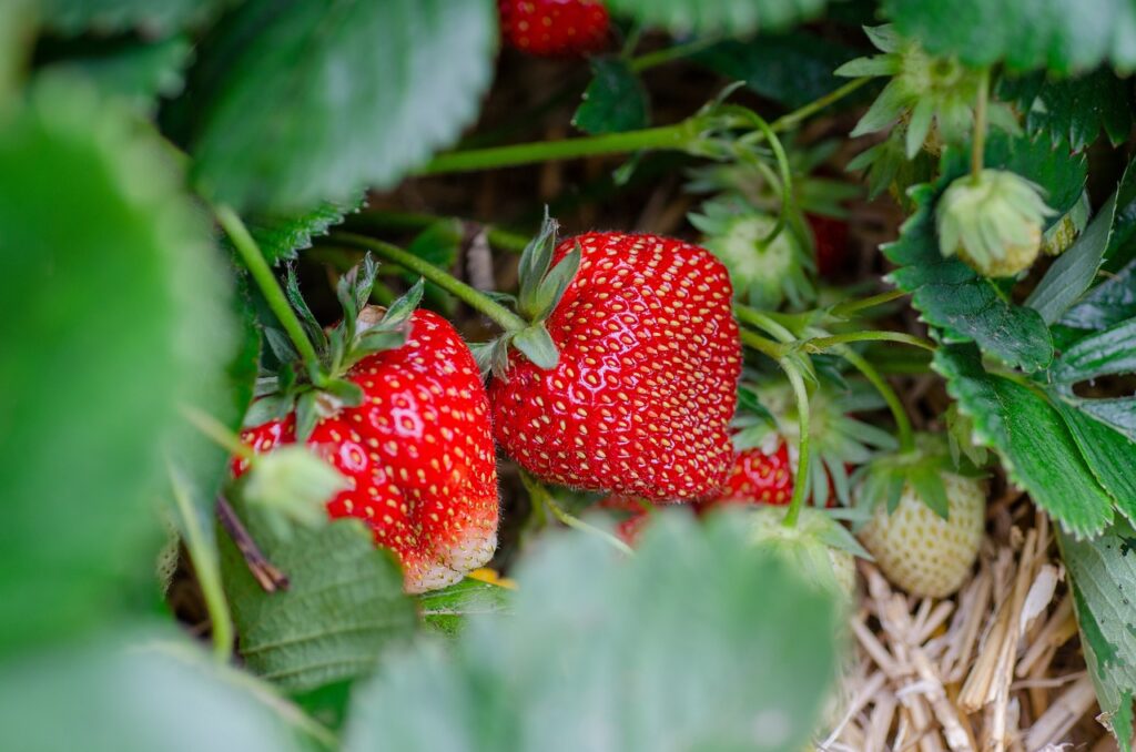 Analizar cultivo de Fresas