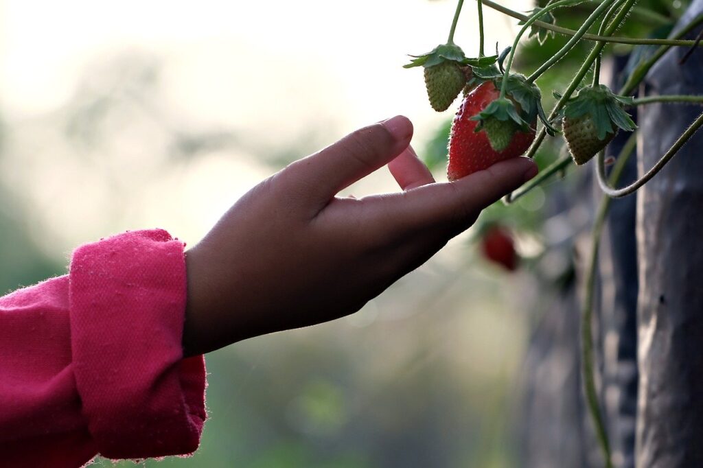 Analizar Cultivo de Fresa