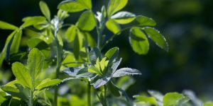 alfalfa, forraje, cultivo de alfalfa PLAGA EN CULTIVOS - ENFERMEDADES EN CULTIVOS