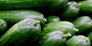 Análisis de cultivo de pepino