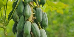 Análisis de Cultivo de Papaya