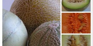 Análisis de Cultivo de Melón PLAGA EN CULTIVOS - ENFERMEDADES EN CULTIVOS