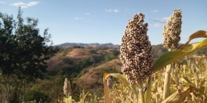 Cultivo de Sorgo