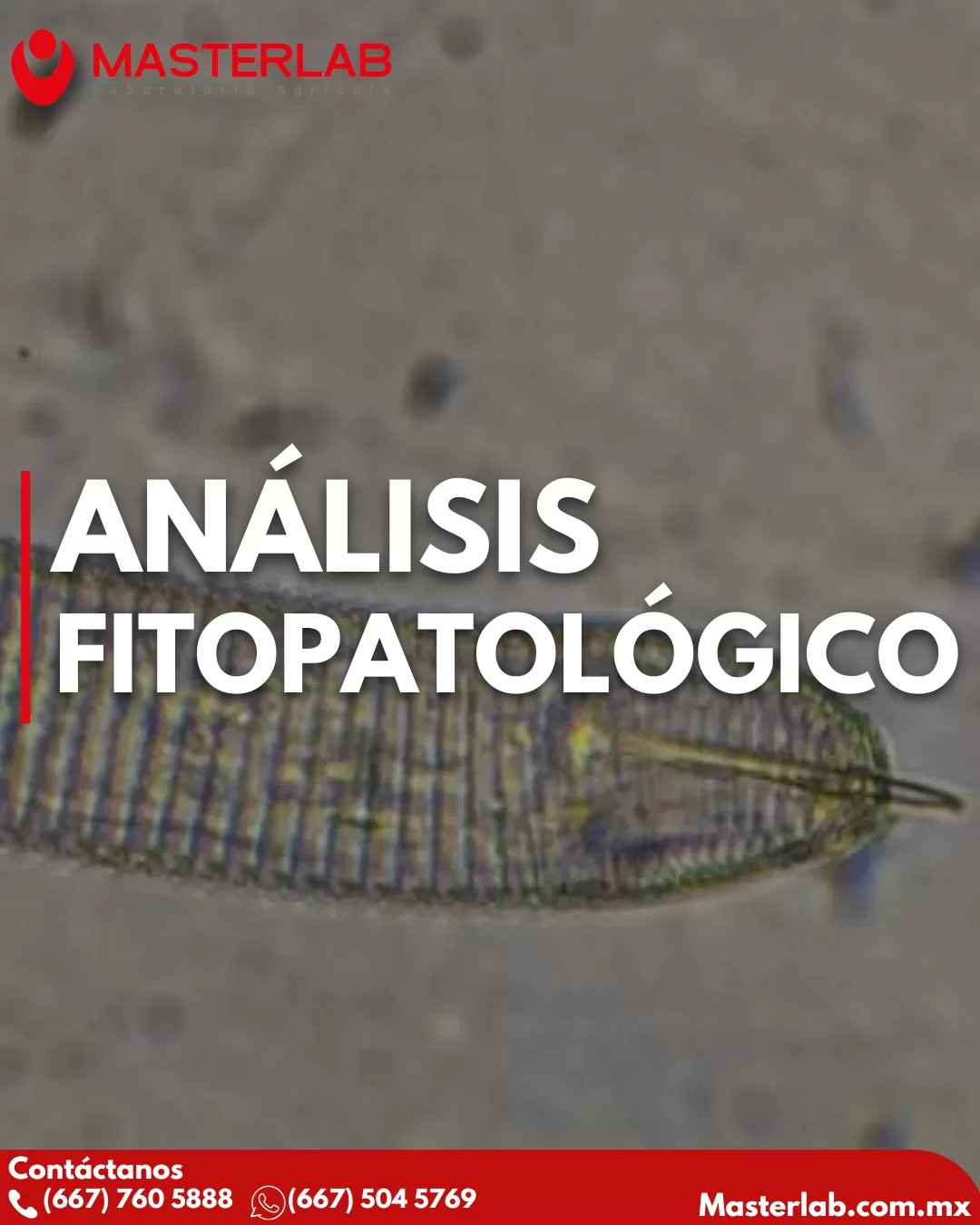 Análisis fitopatológico