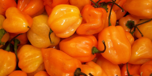 Chile Habanero PLAGA EN CULTIVOS - ENFERMEDADES EN CULTIVOS